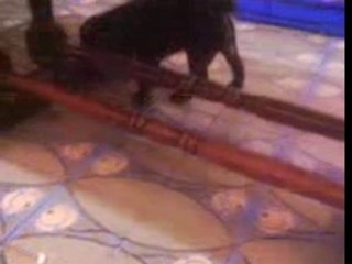 200106 je passe sous la table basse !