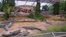 Crocodilos anões nascem na França