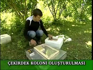 Ana Arı Üretimi