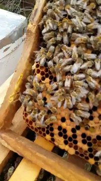 Kolaniye Ana Arının Verilmesi