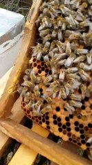 Kolaniye Ana Arının Verilmesi