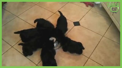 Süt İçerken Dönen Kediler