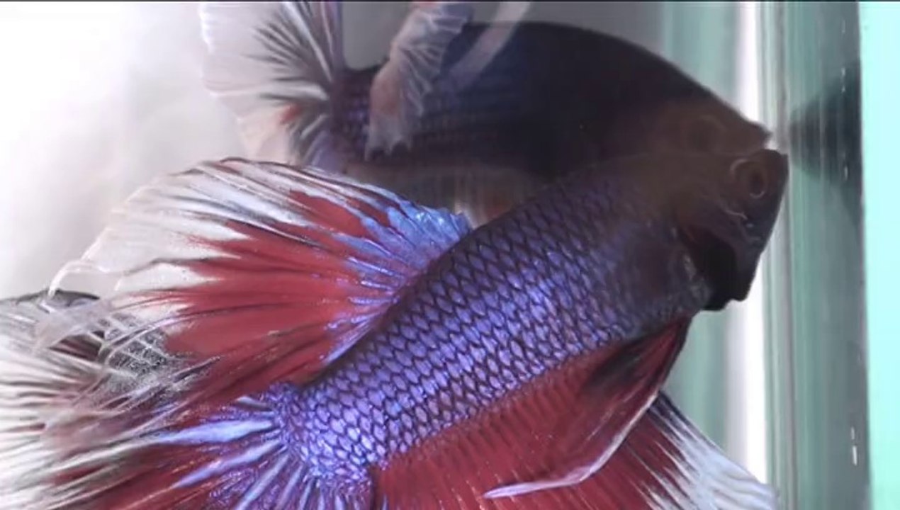 Show Betta splendens souche X1 X2 et XX avant Dijon 2014