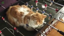 SO Funny  CLIP Cats Sleeping in Weird Positions Compilation BEAUTIFUL Best Cats Funny Moments