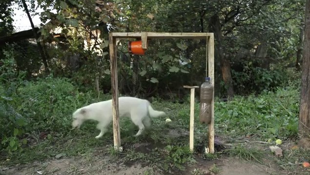 Un chien fait le Ice bucket challenge