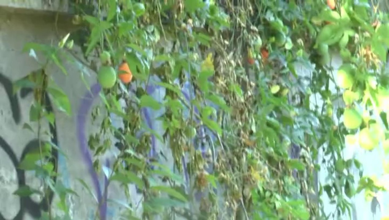 LES PROMENADES DE MICHOU W-D.D. - 17 JUILLET 2014 - PROMENADE ESTIVALE AU PARC BEAUMONT.