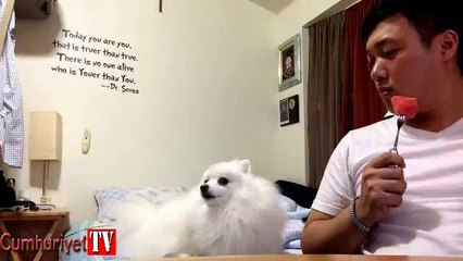 Sahibiyle göz göze gelemeyen köpek