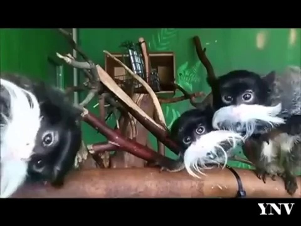 Funny Animal Fail Compliation