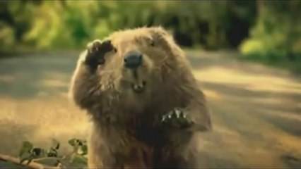Funny Animal TV Ads - Bridgestone Beaver