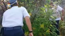 Trani - Coltivava marijuana, arrestato 30enne (22.09.14)