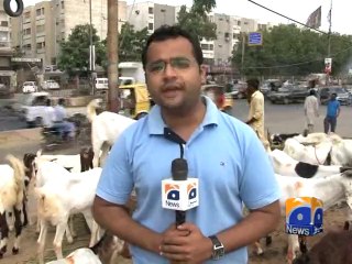 Illegal Cattle Market