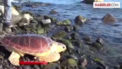 Caretta 'Tugay ' Mavi Sularda