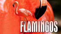 Flamingos - Das Leben der Flamingos (2009) [Dokumentation] | Film (deutsch)