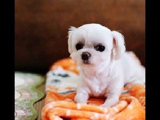 단대오거리오피√유피디△트위터ξ검색Ψ수원핸플［조이］