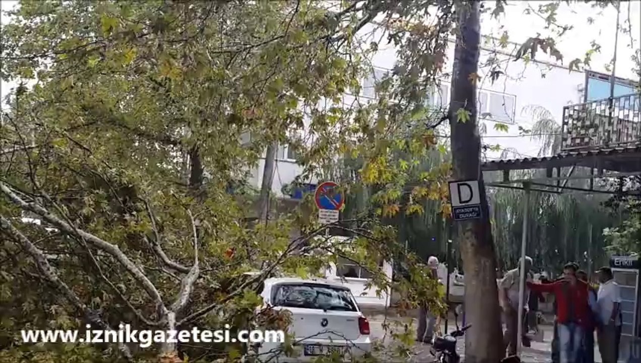 Fırtına Çınarı Orta Yerinden Kırdı