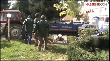 Kırklareli'de Rüzgar Ağaçları Devirdi