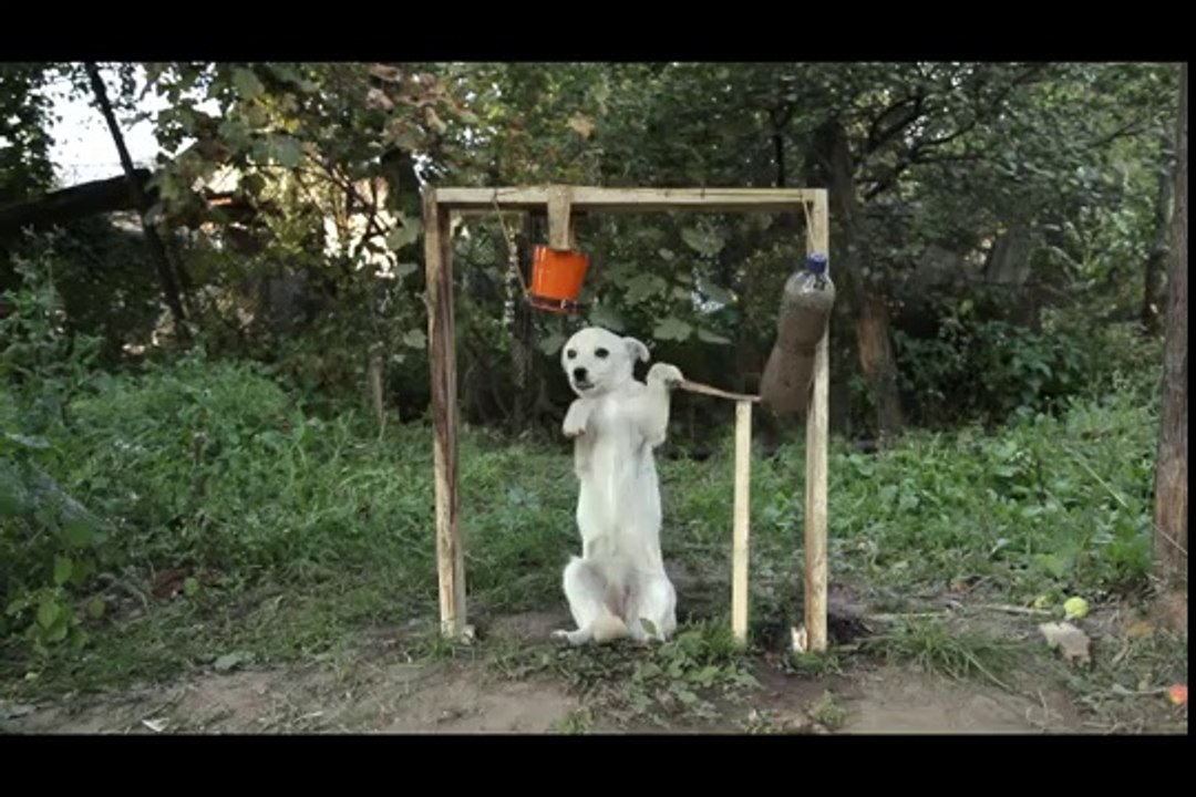 Même les chiens se mettent au Ice Bucket Challe...