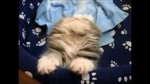 Funny Cats Compilation - Funny Cat Videos Ever- Funny Videos - Funny Animals - Funny Animal Videos 6