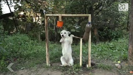 Un dernier «Ice Bucket Challenge» mignon pour la route