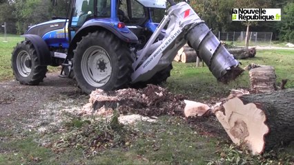 VIDEO. Parc Balsan : après l'abattage des marronniers, place au désouchage