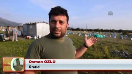 Bilinçsiz zirai ilaçlama, bal arılarını öldürüyor