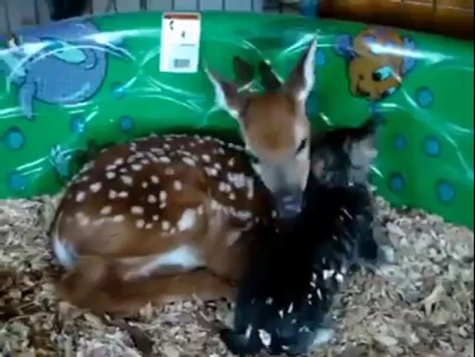Une biche prend soin d'un chat
