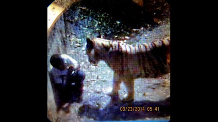 TIGER MAULING A MAN TO DEATH IN DELHI ONE MIN NEWS