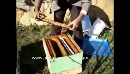 Koloni kontrolü ve kışa hazırlama