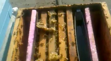 22 Ocak 2014 Arı Kontrolü