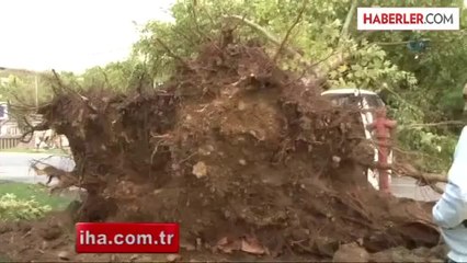 Üsküdar'da Ağaçlar Araçların Üzerine Devrildi