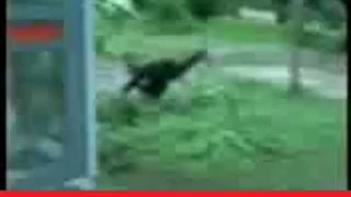 Monkey and Dog_ Sooo Funny Video