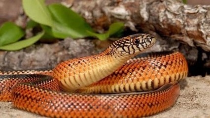 Kingsnake Feeding! 🐍 Watch Ralph's Meal