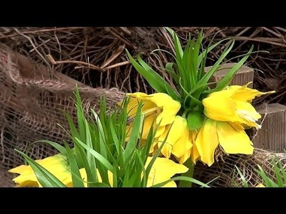 Raus in den Garten ! (Tipps für Hobbygärtner)