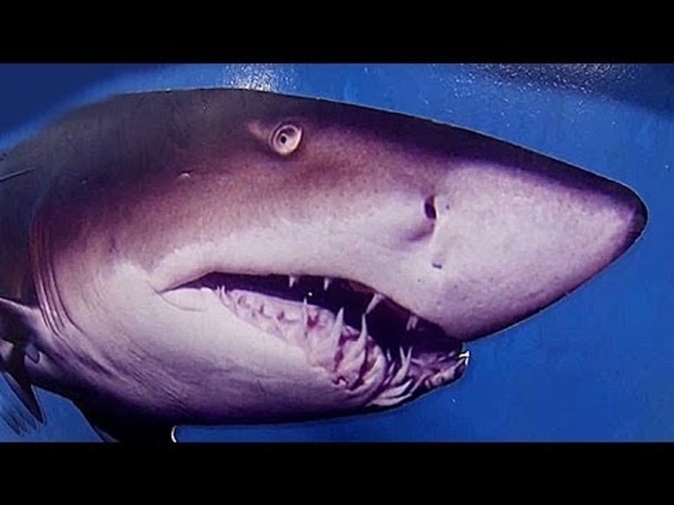 Hai-Alarm bei Nico Rosberg (Abgetaucht in Kuala Lumpur)