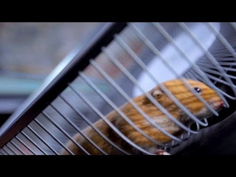 Hamster Stunt - Hamster fährt LKW