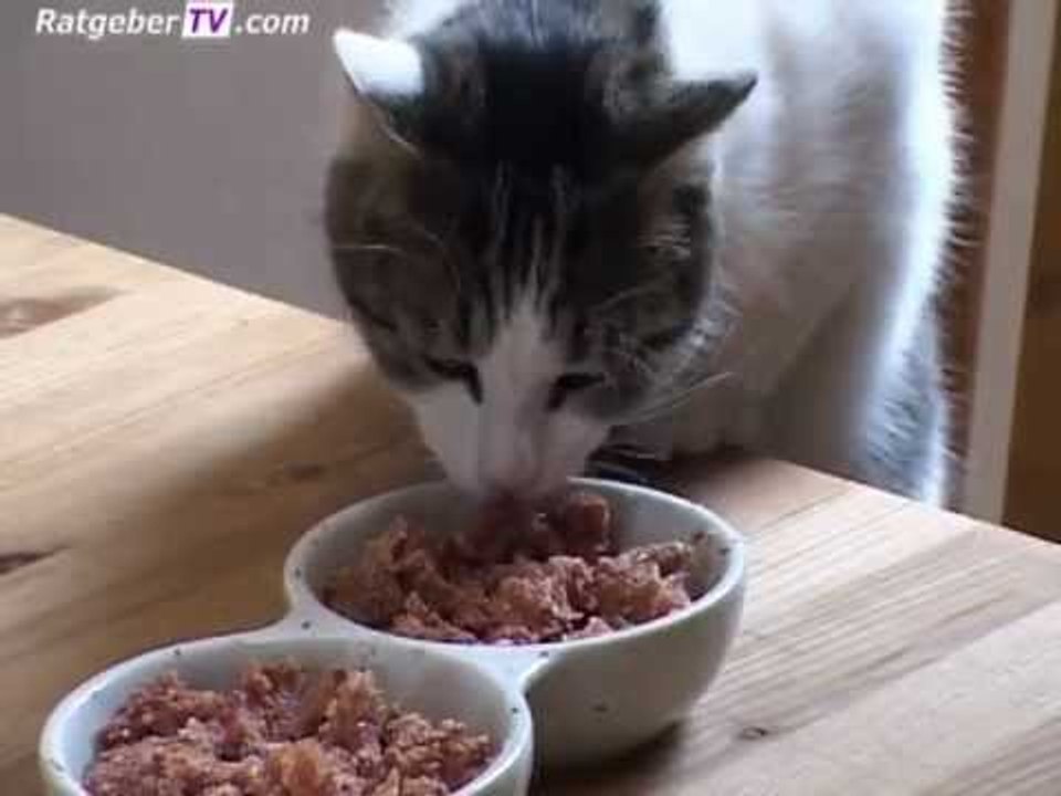 Tiernahrung - Nassfutter oder Trockenfutter?