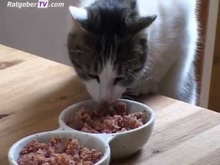 Tiernahrung - Nassfutter oder Trockenfutter?