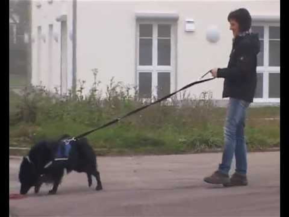 Hundeschule - Tipps gegen Ziehen und Zerren an der Leine