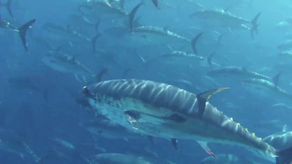 MISSION THON ROUGE 2014