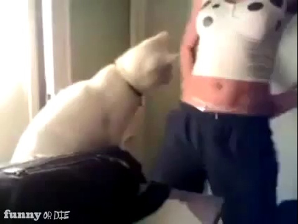 Cat Loves Booty Shaking