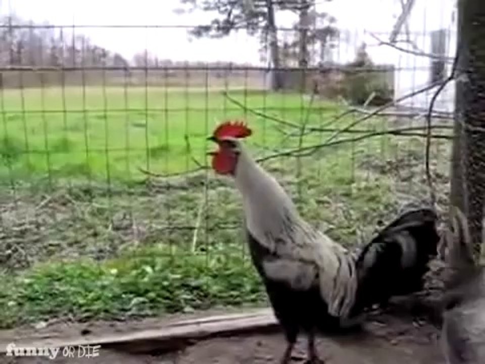 Excessive Rooster