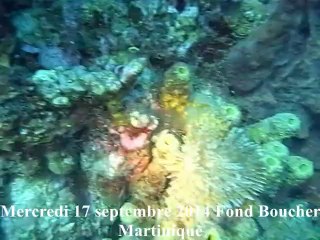 Diodons holocanthus sur herbier et récifs Nord anse de Fond-Boucher (Martinique)