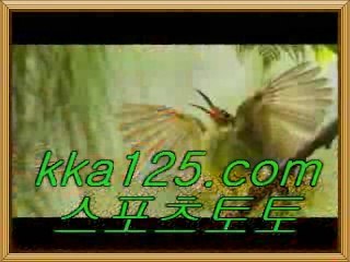 스포츠토토온라인 ≪≪ k k a 1 2 5 .c o m ▷코드:BMW◁ ≫≫스포츠