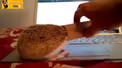 Cute And Funny Hedgehog Videos Compilation - HD - 2014 - 720p