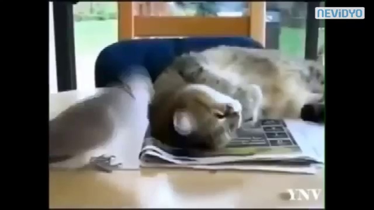 Bu hayvanlar bir harika