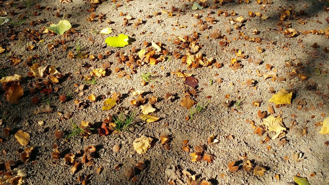 Der Herbst ist da...