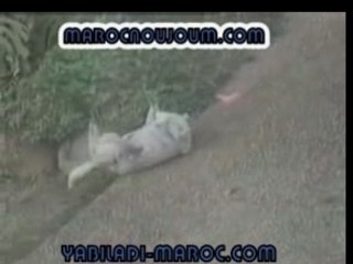 Humour animaux gratouille