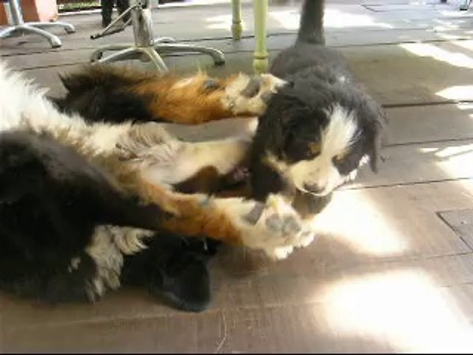 23 sept Jäger avec sa maman puis arrivée de "bébé rose"