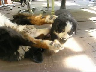 23 sept Jäger avec sa maman puis arrivée de "bébé rose"