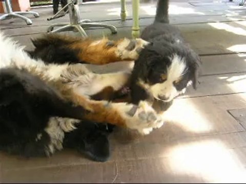 23 sept Jäger avec sa maman puis arrivée de bébé rose